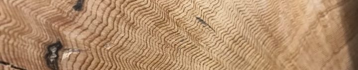 Photograph of a tree cross section. Many tree rings are visible.