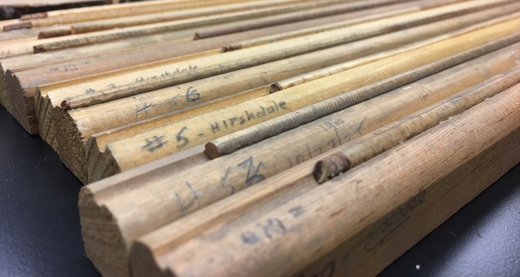Photography of tree cores from the 1930s